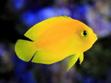 Centropyge heraldi - Heralds Zwergkaiserfisch